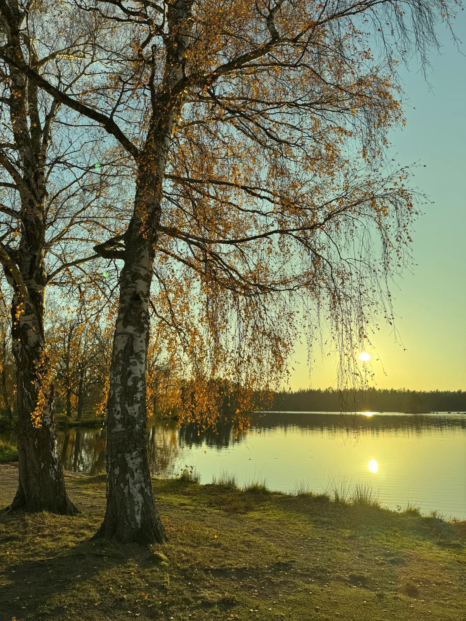 See in Småland mit Birken im Abendlicht